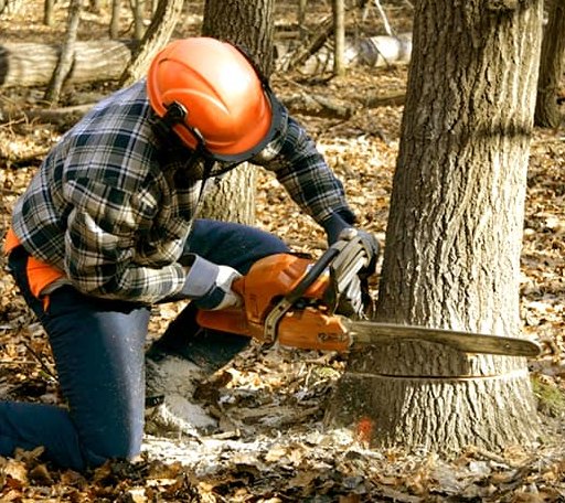 Tree Removal in Pawnee, OK
